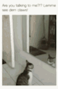 Are You Talking To Me Cat GIF - Are You Talking To Me Cat GIFs