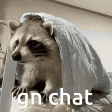 Raccoon Hide GIF