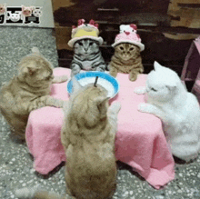 a group of cats sitting around a table with a bowl of food