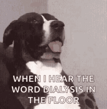 Say What Dog GIF - Say What Dog Dialysis GIFs