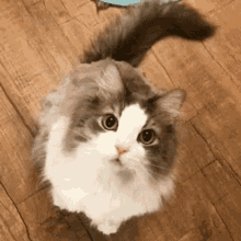 Cat Wink GIF - Cat Wink GIFs