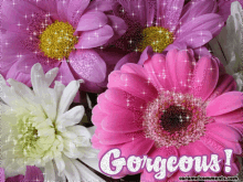 Gorgeous Pink GIF - Gorgeous Pink Flowers GIFs