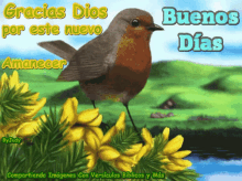 Buenos Dias Good Morning GIF - Buenos Dias Good Morning Bird GIFs