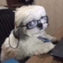 a dog wearing glasses and headphones is sitting in front of a laptop computer .