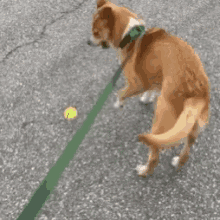 a brown dog is playing with a tennis ball on the sidewalk .