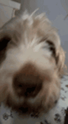 a close up of a dog with its eyes closed .