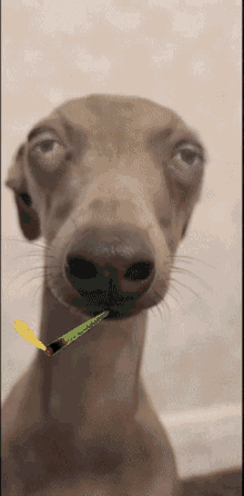 mb doggo