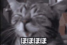 ほほほほ GIF - Cat Cute Happy GIFs