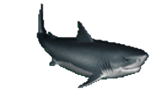 Shark Sticker - Shark Stickers
