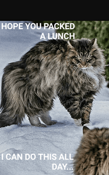 Big Cat Angry GIF - Big Cat Angry Cat GIFs