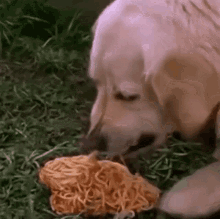 Dog Eating GIF - Dog Eating Spaghetti GIFs
