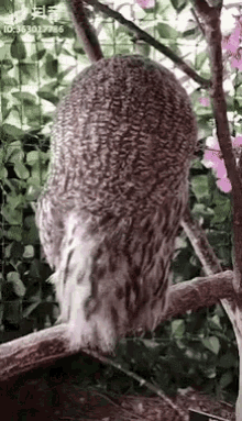 Surprised Face Owl GIF - Surprised Face Owl Poke GIFs
