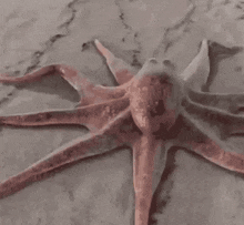 Octopus Explode GIF