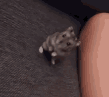 Hamster Stare GIF - Hamster Stare Cute GIFs