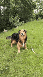 a brown and black dog is standing in the grass with trees in the background .