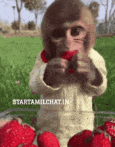 a monkey is eating a strawberry in front of a sign that says startamlchat.in