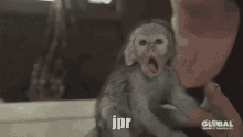 Jpr Rat GIF - Jpr Rat Monkey GIFs