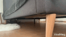 Crawling Viralhog GIF - Crawling Viralhog Cat GIFs