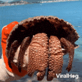 Coming Out Of Shell Viralhog GIF - Coming Out Of Shell Viralhog Hello There GIFs