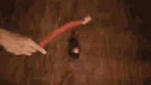 a close up of a worm in a dark red background .