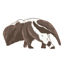 anteater giant anteater