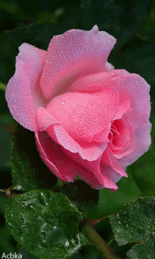 pink rose5