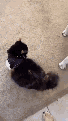 freaked out cat gif