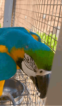 Parrot Yes GIF - Parrot Yes GIFs