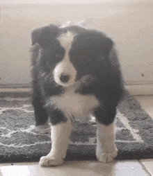 Puppy Collie Pup GIF - Puppy Collie Pup Lost GIFs