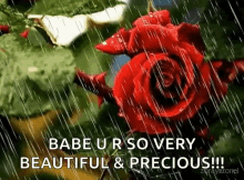 Red Rose Raining GIF - Red Rose Raining Beautiful And Precious GIFs