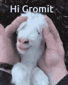 Hi Gromit GIF - Hi Gromit Mug GIFs