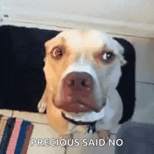 No Not In My House GIF - No Not In My House Dog GIFs