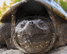 a close up of a turtle 's face with its eyes closed