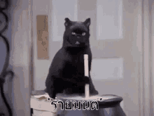 แมวดำ ร่ายมนต์ GIF - Black Cat Magic Spell GIFs