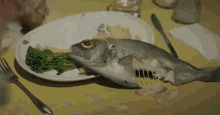 a cat standing on its hind legs on a table with a plate of food on it