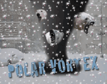 Polar Vortex Polar Bear GIF - Polar Vortex Polar Bear Bearnado GIFs