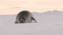 a seal laying on its back in the snow looking at the camera