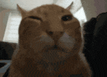 a close up of a cat 's face looking at the camera