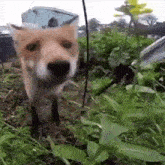 Fox Cute GIF - Fox Cute Grass GIFs