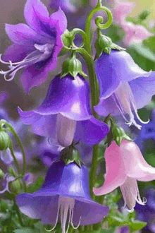 a bunch of purple and pink bell shaped flowers growing on a vine .