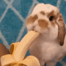 Musediet Bunny GIF - Musediet Bunny Banana GIFs