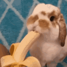 GIF