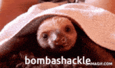 Sloth Silly GIF - Sloth Silly Bombashackle GIFs
