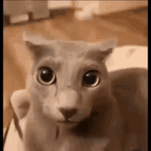 Radlcies Cat GIF - Radlcies Cat Scream GIFs