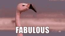 Pink Flamingo GIF