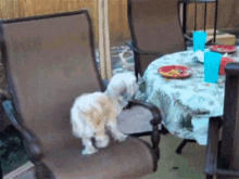 Puppy Spinning GIF - Puppy Spinning Chair GIFs