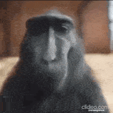 a close up of a monkey 's face with a beard and a long nose .