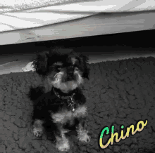 Chino Puppichino GIF - Chino Puppichino Pupperchinni GIFs