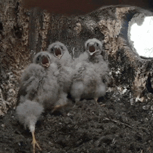 Terrified Kestrel Chicks GIF - Terrified Kestrel Chicks Robert E Fuller GIFs