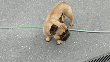 a french bulldog on a leash is looking down at something